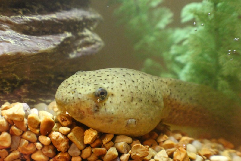 allisons-tadpole