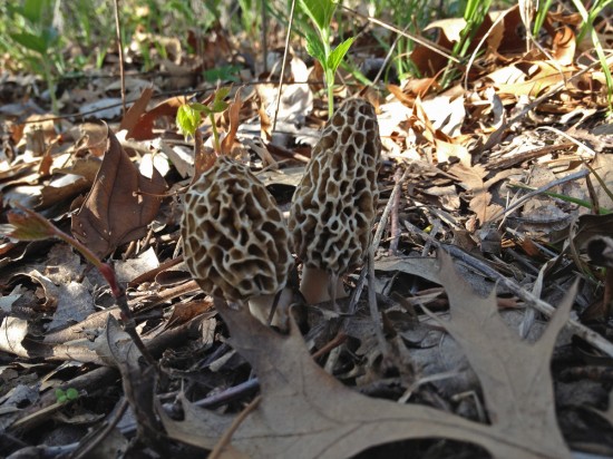 morels