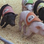 Swine Flu Warning!!!